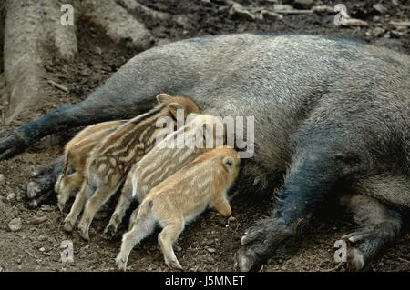 höhere Milchpreise-wir kümmern uns nicht Stockfoto