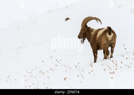 Himalayan Ibex (Capra pumila hemalayanus) in grosser Höhe in den Bergen des Himalaya in Spiti Valley in der Nähe von kibber Dorf, Himachal Pradesh, Indien. Stockfoto