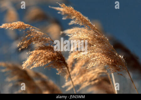 Schilf im wind Stockfoto