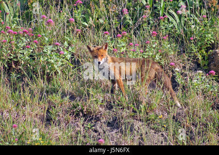 Ein Bild oder ein Bild zeigt einen wilden Fuchs Laub im Hintergrund. Stockfoto