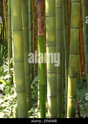 Reed Klinge tropischen stabile Dicke Wiese Rasen Rasen grün Rohr Rohr Bambuspflanze Stockfoto