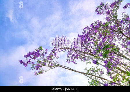 Jacaranda Blumen blühen in den sonnigen Himmel, wenn der Frühling kommt Jacaranda Blumen blühen in den sonnigen Himmel, wenn der Frühling kommt Stockfoto