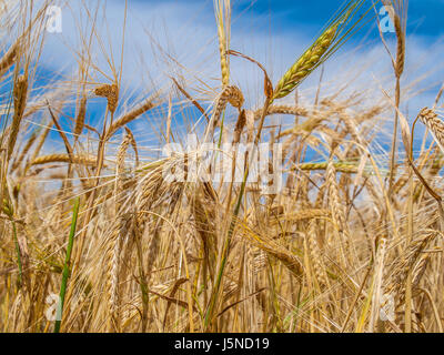 Weizenfeld reif für die Ernte im Sommer Stockfoto