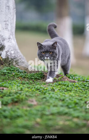 Die grauen britische Katze im freien Rasen Stockfoto