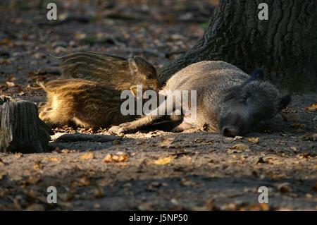 Lebensmittel Nahrungsmittel nähren Tier Säugetier Nachkommen Wildschwein Schwein saugen Jungtier Stockfoto