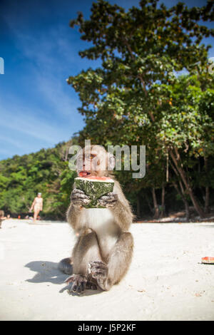 KO PHI PHI, THAILAND, 1. Februar 2014: Touristen Fütterung Affen, Top-Attraktion der Monkey Bay (Ao Ling), Phi Phi Inseln, Thailand Stockfoto