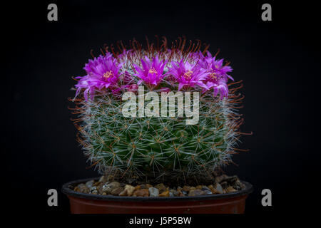 Kaktus, Mammillaria Zeilmanniana in Blüte. Stockfoto