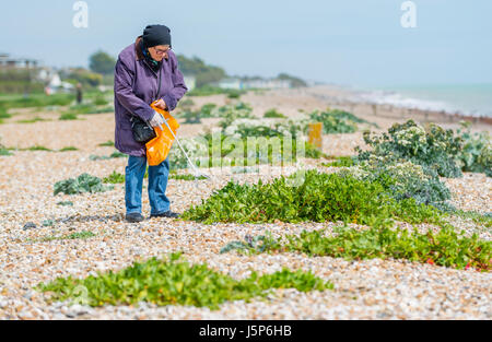 Ältere Dame, die als Gemeinschaft temperamentvoll durch das Aufräumen der Wurf Menschen am Strand hinterlassen haben. Stockfoto