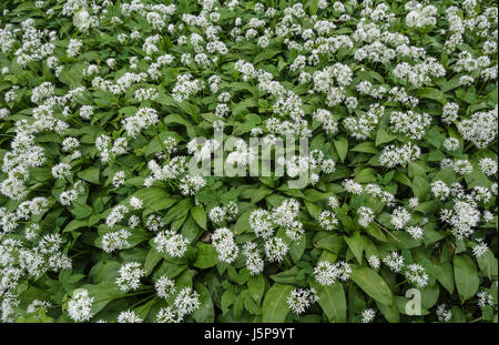 Bärlauch, Bärlauch, Allium Ursinum; Teppich aus kleinen weißen Blüten im Wald. Stockfoto