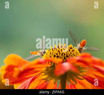 Helens Blume, Sneezeweed, Helenium, Schwebfliegen ernähren sich von Sneezewort Stockfoto