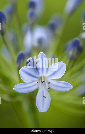 Agapanthus, Schmucklilie, Lily Of The Nile, Nahaufnahme einer einzelnen Blume wachsen im Freien. Stockfoto