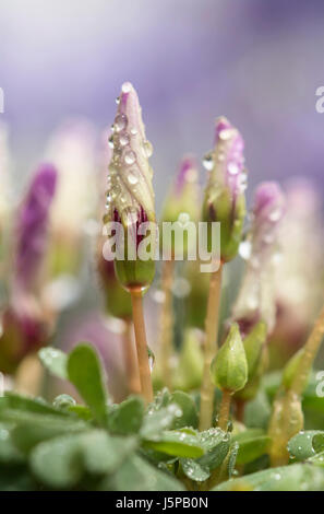 Sauerklee, violette Sauerklee Oxalis Violacea, wachsen im freien bedeckt in Regentropfen. Stockfoto