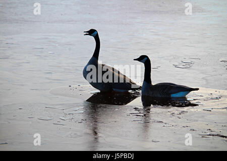 Ein paar Gänse, die Silhouette auf einem zugefrorenen Teich. Stockfoto
