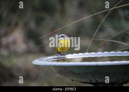 Östlichen Gelb Robin (Eopsaltria australis) an birdbath, South Australia Stockfoto