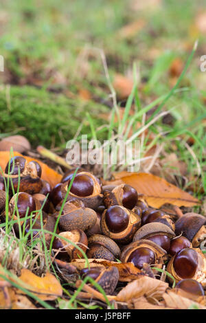 Rosskastanie, japanische Rosskastanie, Aesculus Turbinata, gefallenen Conkers in Schalen neben Baum, North Yorkshire, Oktober. Stockfoto