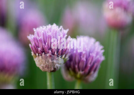 Schnittlauch, Allium Schoenoprasum, Frost auf Schnittlauch. Stockfoto