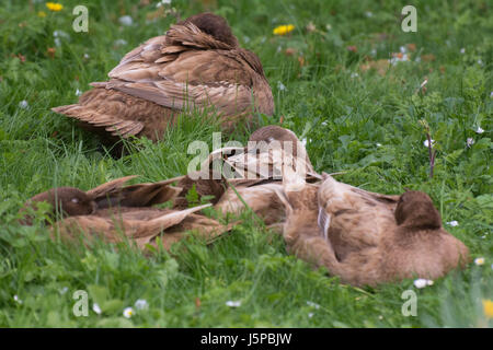 Eine kleine Herde von Khaki Campbell inländische Enten schlafen friedlich in einem grasbewachsenen Garten. Stockfoto