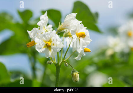 Kartoffel, Solanum Tuberosum, blühende Kulturpflanze. Stockfoto
