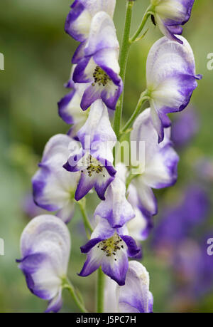 Wolfs Bane 'Bicolor', Aconitum Cammarum 'Bicolor', Eisenhut, Eisenhut, lila und weiß lila Blumen wachsen im Freien. Stockfoto