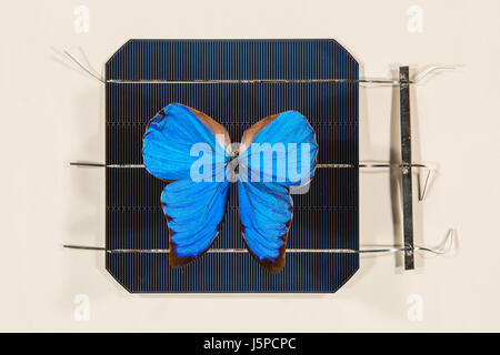 (170518)--CANBERRA, 18. Mai 2017 (Xinhua)--Foto zur Verfügung gestellt von der Australian National University (ANU) zeigt eines blauen Morpho Schmetterlings auf einer Solarzelle bei ANU in Canberra, Australien, 16. Mai 2017. Schmetterlingsflügel verwendet werden, um neue Technologien in Solarzellen, inspirieren, sagte ANU Forscher, fügte hinzu, dass "Filterung" Licht ein wesentliches Merkmal des zukünftigen Solarprojekte sein könnte. (Xinhua/ANU) (Zw) Stockfoto