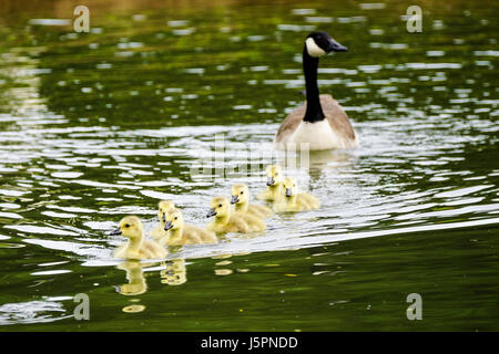 Wiese in der Nähe, Godalming. 18. Mai 2017. Bewölkten Bedingungen über den Home Counties heute. Kanada Gänsel auf einer Farm in Godalming, Surrey. Bildnachweis: James Jagger/Alamy Live News Stockfoto