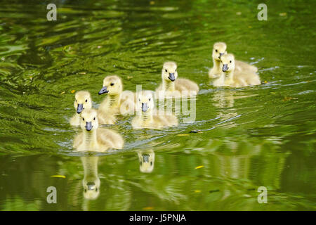 Wiese in der Nähe, Godalming. 18. Mai 2017. Bewölkten Bedingungen über den Home Counties heute. Kanada Gänsel auf einer Farm in Godalming, Surrey. Bildnachweis: James Jagger/Alamy Live News Stockfoto