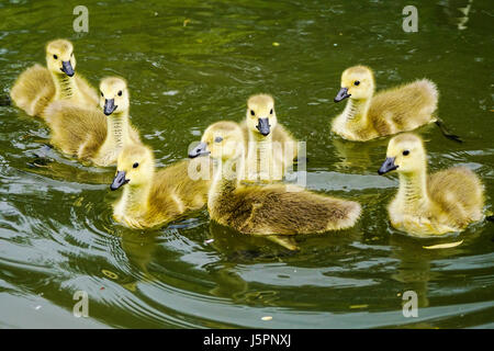 Wiese in der Nähe, Godalming. 18. Mai 2017. Bewölkten Bedingungen über den Home Counties heute. Kanada Gänsel auf einer Farm in Godalming, Surrey. Bildnachweis: James Jagger/Alamy Live News Stockfoto