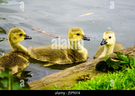 Wiese in der Nähe, Godalming. 18. Mai 2017. Bewölkten Bedingungen über den Home Counties heute. Kanada Gänsel auf einer Farm in Godalming, Surrey. Bildnachweis: James Jagger/Alamy Live News Stockfoto