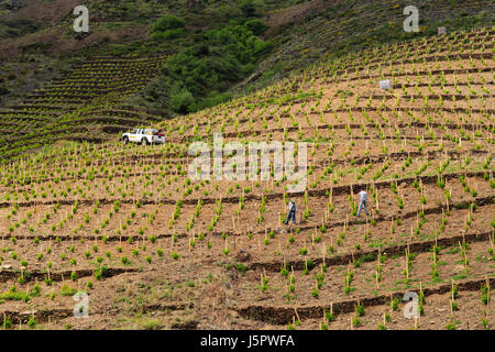 Frankreich, Pyrenees Orientales, Cerbere, der Weinberg von Banyules, Bewässerung der Weinberge gepflanzt vor kurzem Stockfoto