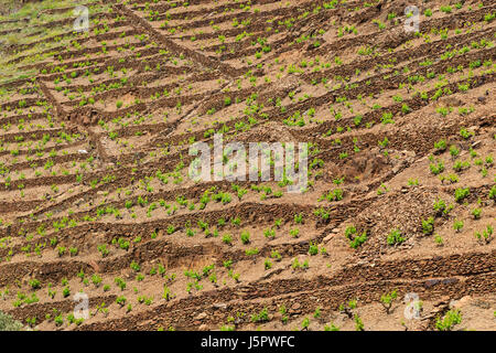 Frankreich, Pyrénées-Orientales (66), Cerbère, Vignoble de Banyuls AOC / / Frankreich, Pyrenäen Orientales Cerbere, Weinberg des Banyules Stockfoto