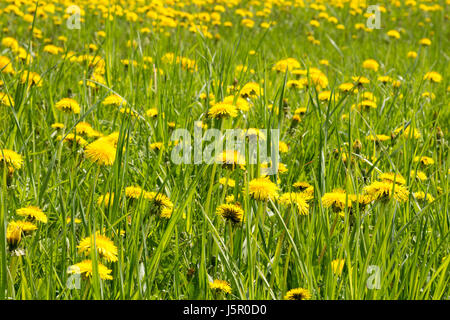 Gelbe Blütenstände der Sau-Distel auf Frühlingswiese Stockfoto