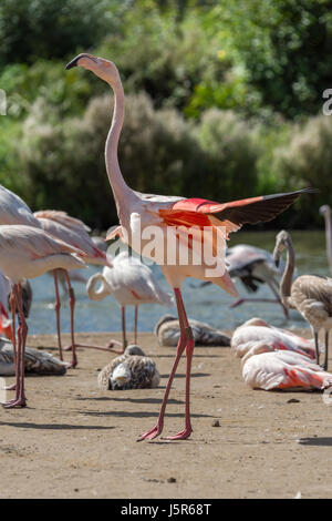 Ein Gefangener Flamingo breitet seine Flügel an der Slimbridge WWT-Reserve in Gloucestershire, England. Stockfoto