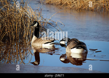 Ein paar kanadische Gänse spiegelt sich in halb-gefrorenes Wasser. Stockfoto