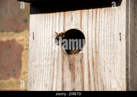 Baumhummel Nest zu betreten Stockfoto