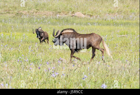 Black Wildebeest im südlichen afrikanischen Savanne laufen Stockfoto