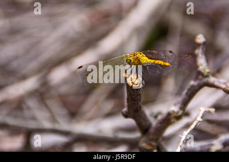 Gelbe Libelle stehen an der Grenze des Gartens. Stockfoto