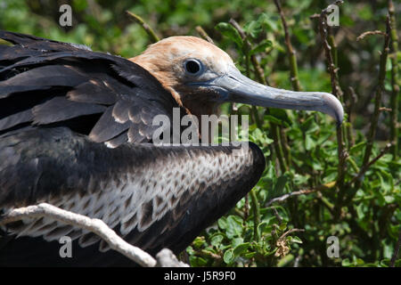 Die Rotbauchfregatte sitzt auf einem Nest. Die Galapagos-Inseln. Vögel. Ecuador. Stockfoto