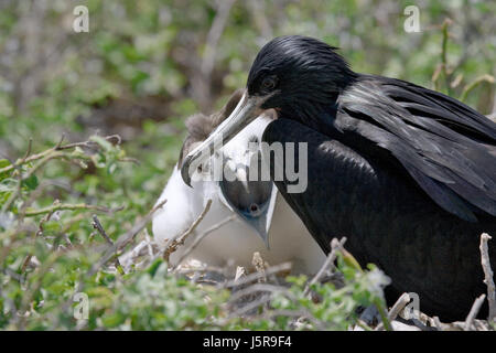 Die Rotbauchfregatte sitzt auf einem Nest. Die Galapagos-Inseln. Vögel. Ecuador. Stockfoto