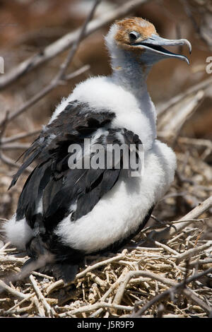 Das Mädchen der Rotbauchfregatte sitzt im Nest. Die Galapagos-Inseln. Vögel. Ecuador. Stockfoto