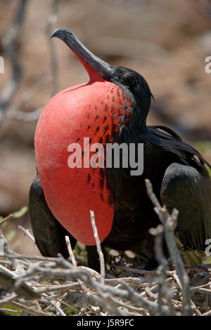 Die Rotbauchfregatte sitzt auf einem Nest. Die Galapagos-Inseln. Vögel. Ecuador. Stockfoto