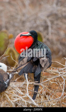 Die Rotbauchfregatte sitzt auf einem Nest. Die Galapagos-Inseln. Vögel. Ecuador. Stockfoto