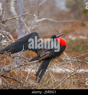 Die Rotbauchfregatte sitzt auf einem Nest. Die Galapagos-Inseln. Vögel. Ecuador. Stockfoto