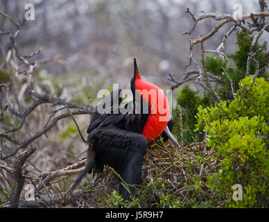 Die Rotbauchfregatte sitzt auf einem Nest. Die Galapagos-Inseln. Vögel. Ecuador. Stockfoto