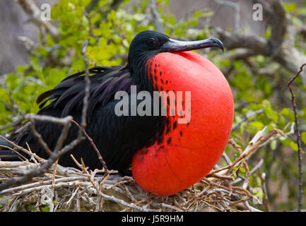 Die Rotbauchfregatte sitzt auf einem Nest. Die Galapagos-Inseln. Vögel. Ecuador. Stockfoto