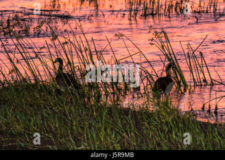 Vor Sonnenaufgang am Olifants River im Krüger-Nationalpark, Südafrika Stockfoto