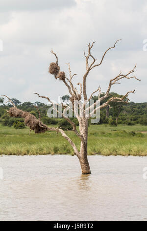 Baum in einem überschwemmten Gebiet im Kruger Park, Südafrika Stockfoto