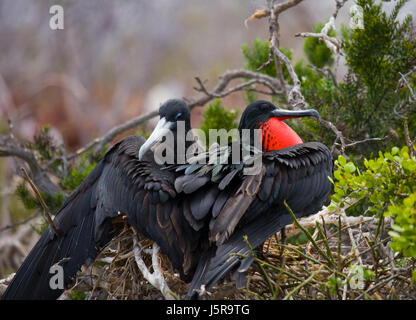 Die Rotbauchfregatte sitzt auf einem Nest. Die Galapagos-Inseln. Vögel. Ecuador. Stockfoto