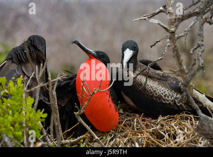 Die Rotbauchfregatte sitzt auf einem Nest. Die Galapagos-Inseln. Vögel. Ecuador. Stockfoto