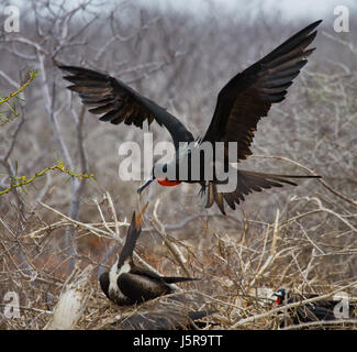 Die Rotbauchfregatte sitzt auf einem Nest. Die Galapagos-Inseln. Vögel. Ecuador. Stockfoto