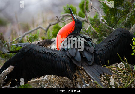 Die Rotbauchfregatte sitzt auf einem Nest. Die Galapagos-Inseln. Vögel. Ecuador. Stockfoto